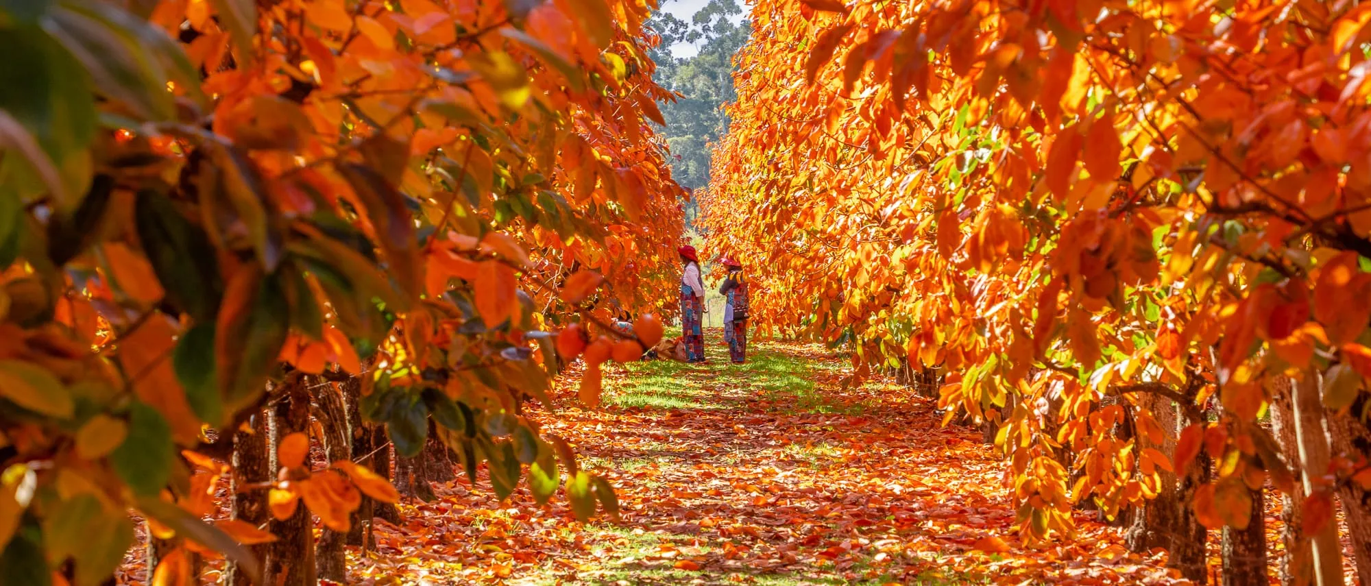 Golden autumn leaves and family-friendly activities to enjoy in Perth this season.