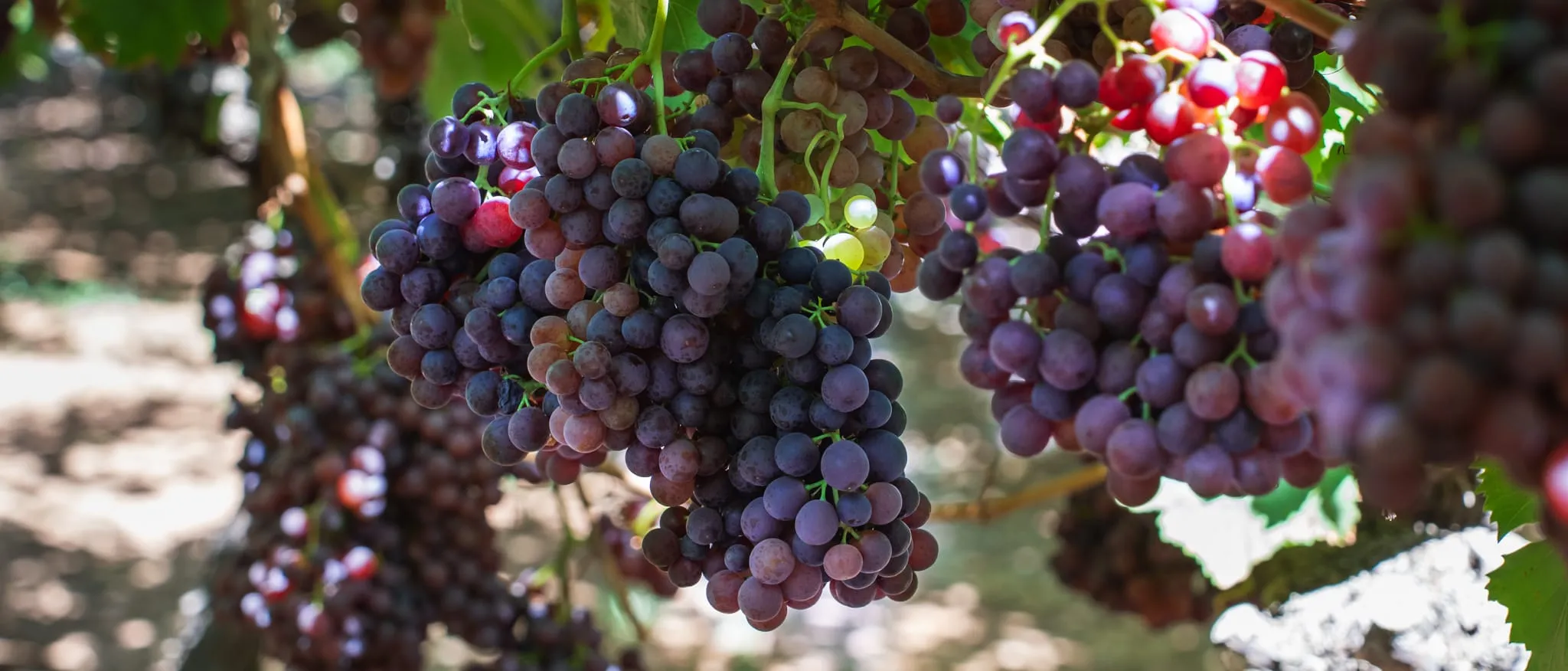 Fresh grapes ready to pick straight from the vine at one of the Swan Valley's grape picking farms.
