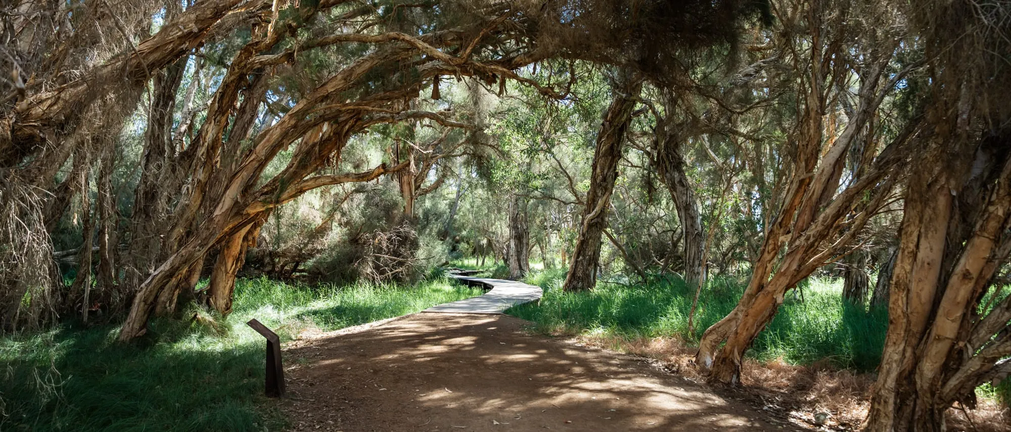 A scenic bush trail winding through the Perth Hills, one of the best hikes near the city.