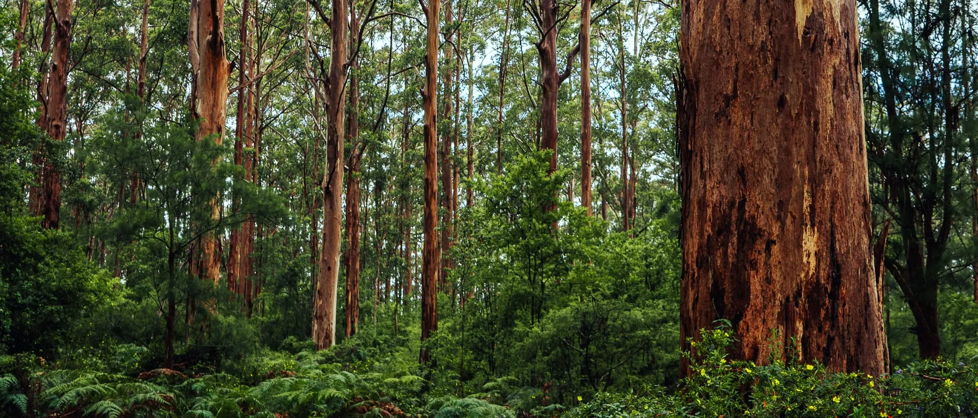 The forests, coastline and country towns of WA's Southern Forests and Valleys region.