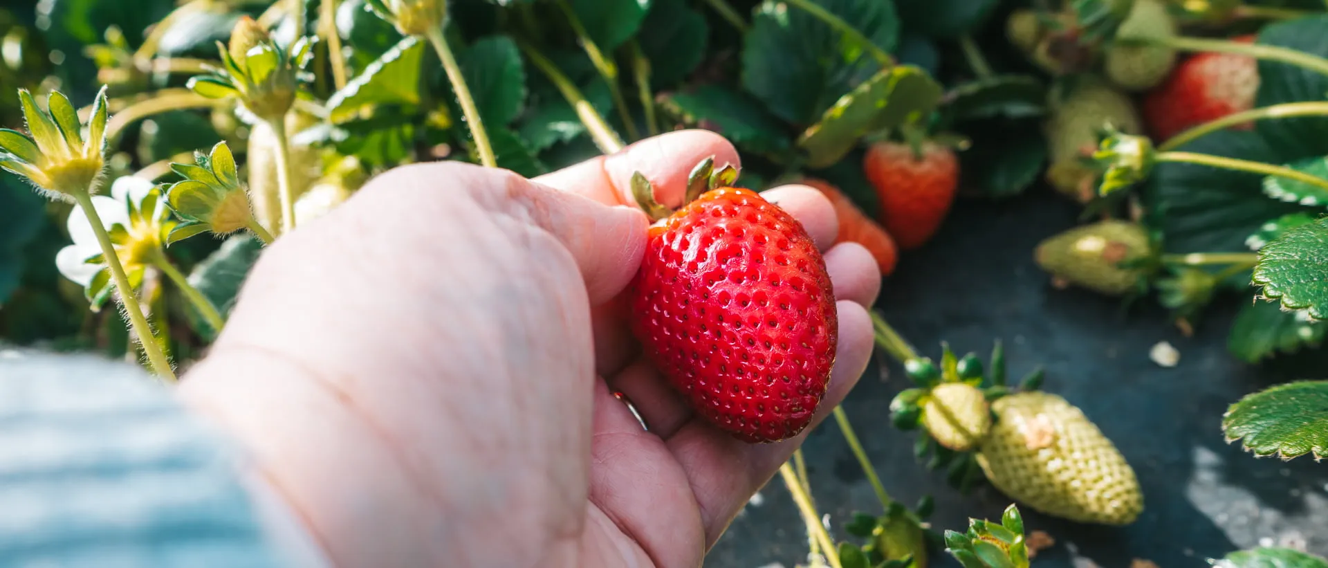Freshly picked strawberries from one of Perth's pick-your-own farms.