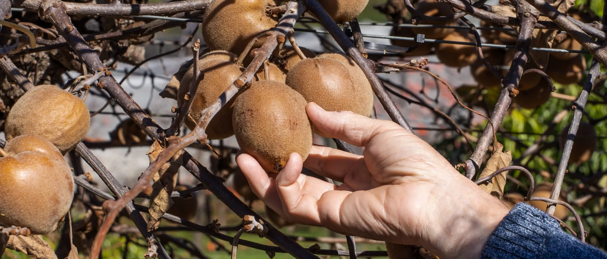 Looking for a wholesome winter experience fruit picking in Perth? This charming orchard offers pick-your-own kiwifruit and cute farm animals in the Perth Hills.